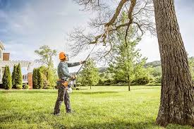 How Our Tree Care Process Works  in Oronogo, MO